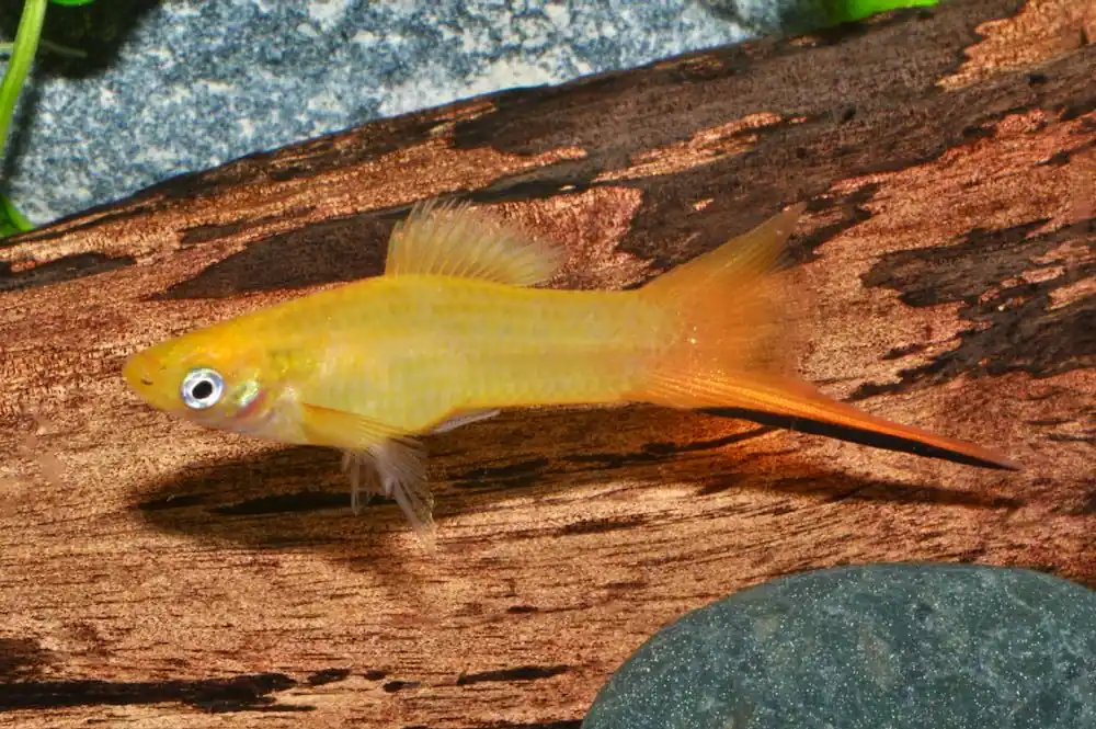 Schwertträger Zitrone (Xiphophorus helleri) Letzte Chance